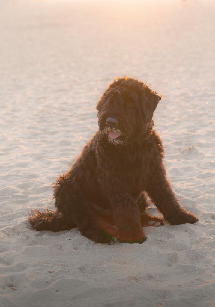 hondenfotografie Jacqueline Zwijnen fotografie